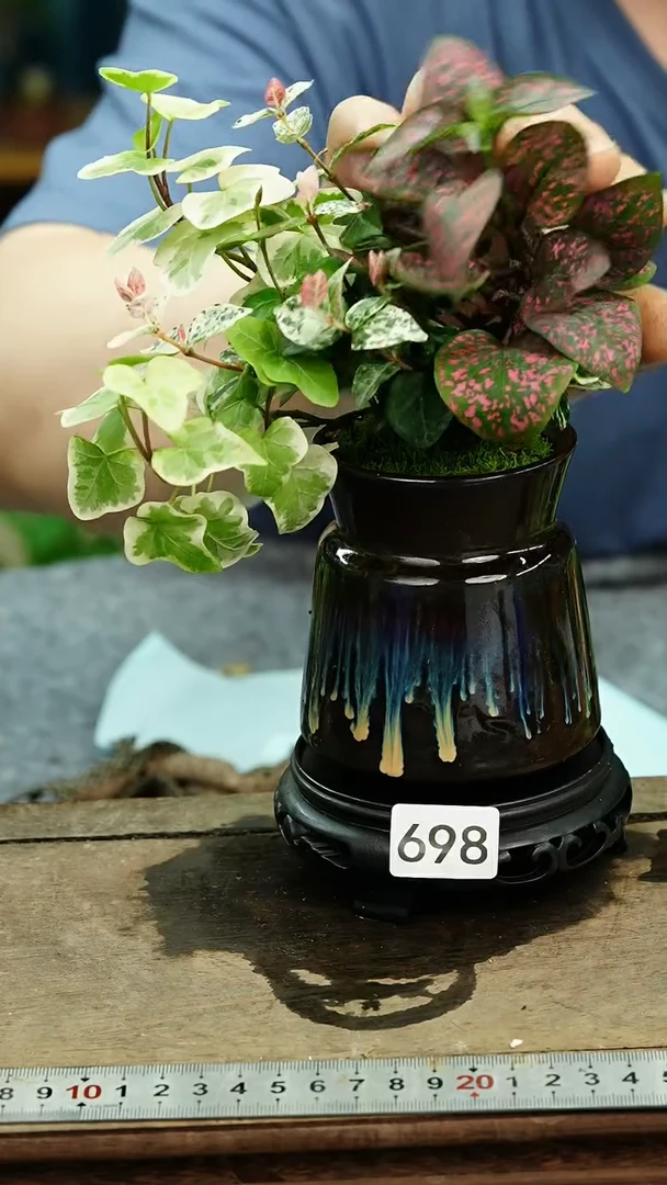 无花朵苔藓微景观698号