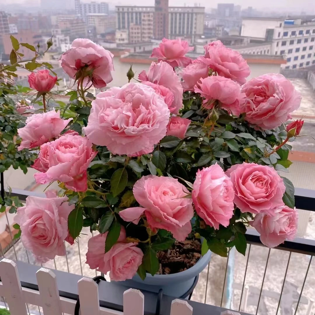 花妖【海神王大苗】微月大花