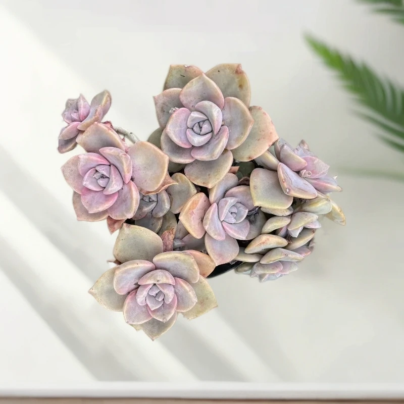 精品彩虹糖老桩多肉植物适合新手养殖可净化空气美观