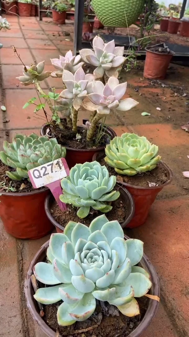 Q271多肉组合默认脱土发货