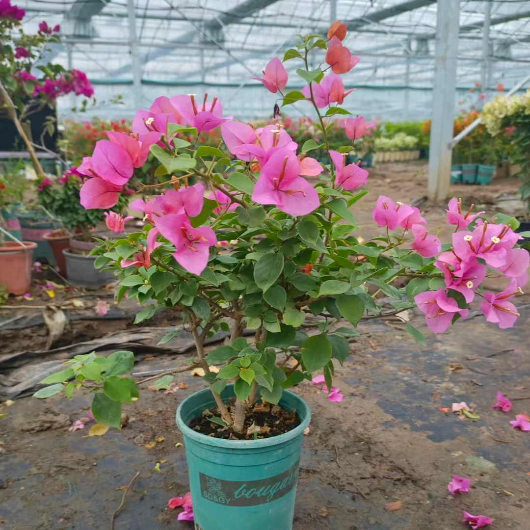 【粉九月】三角梅盆栽绿植落花落叶介意勿拍以直播展示为准