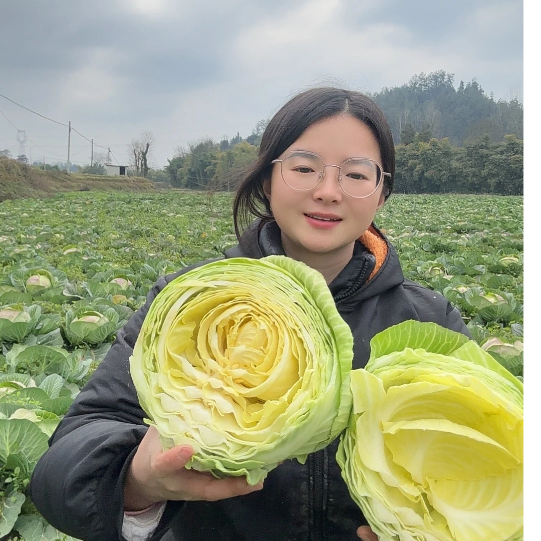 贵州高山露天种植老品种甘蓝包菜