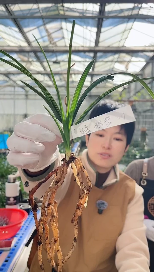 当前无花朵，栽培后可花朵锅*盧迎驾荷，，，，锅.盧