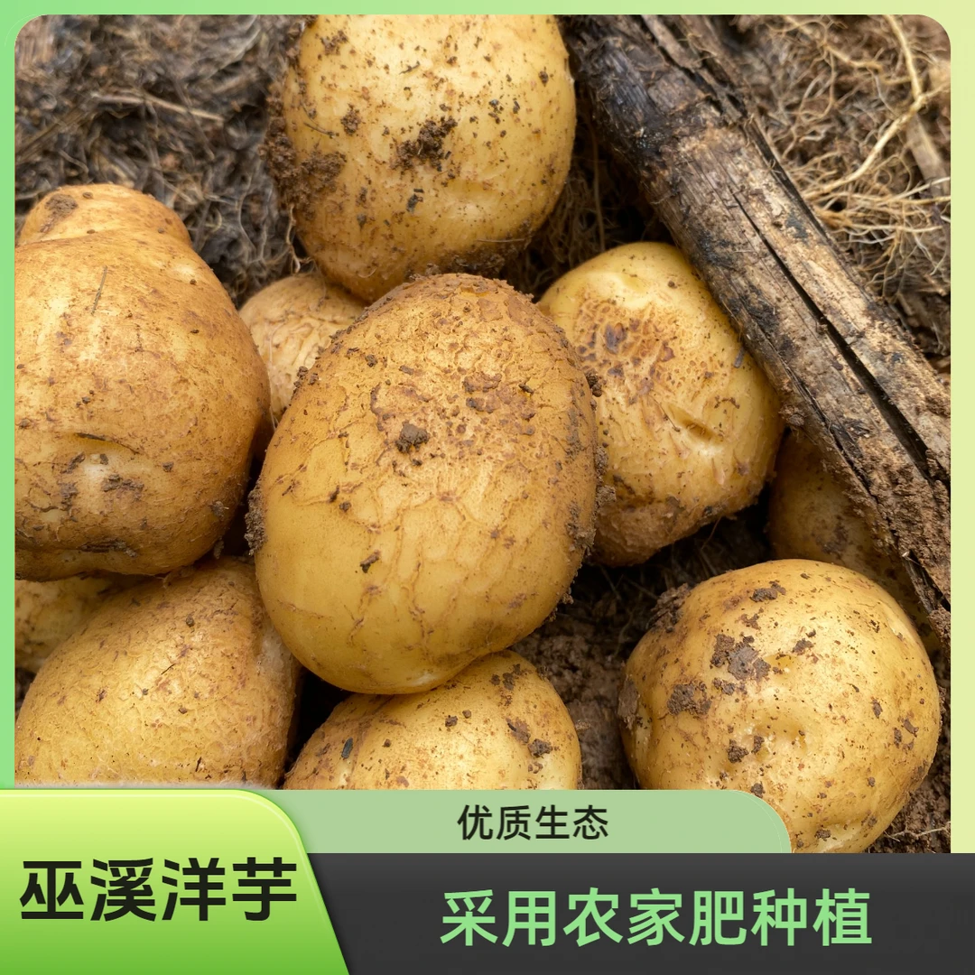 巫溪高山老品种 洋芋小土豆 原生态马铃薯现挖现发一件包邮