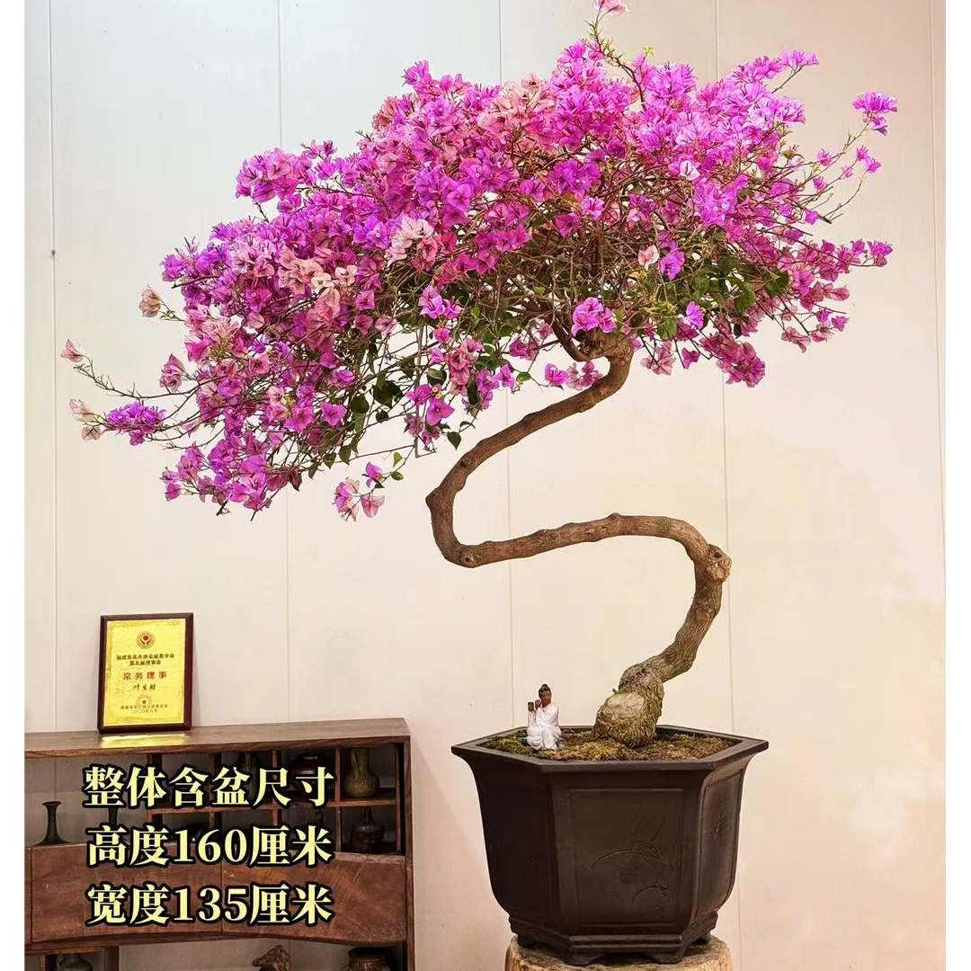 【叶胜园艺】精品老桩雪紫三角梅盆景