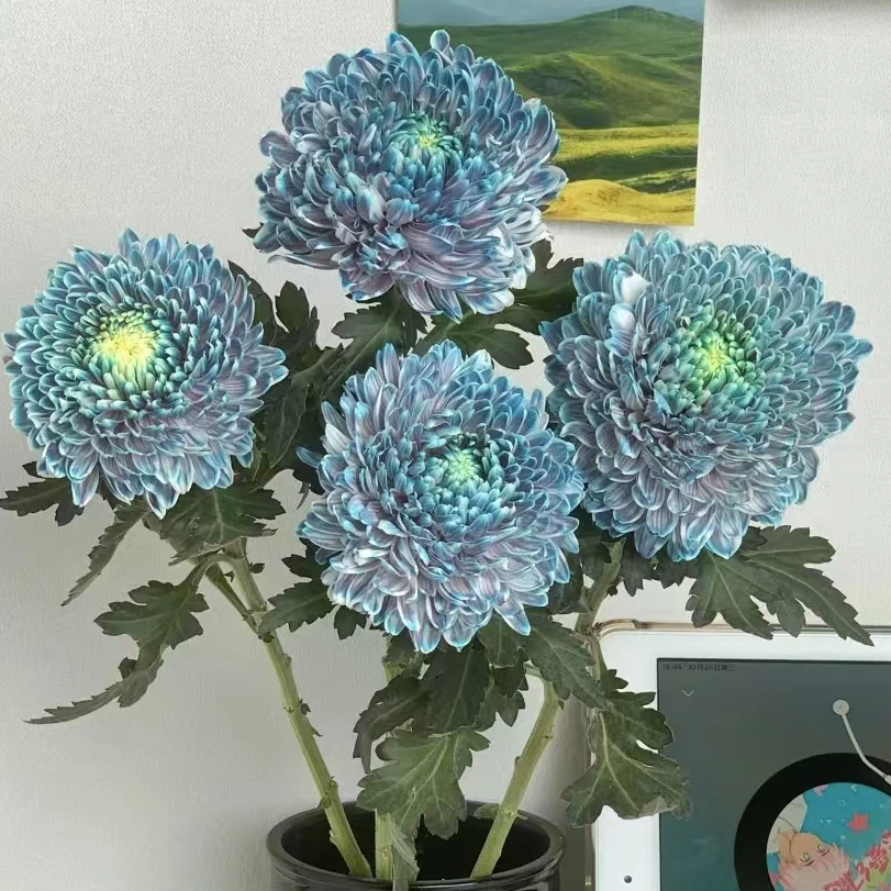 【一品花集】【青花瓷】1像梵高星空画里走出来的牡丹菊