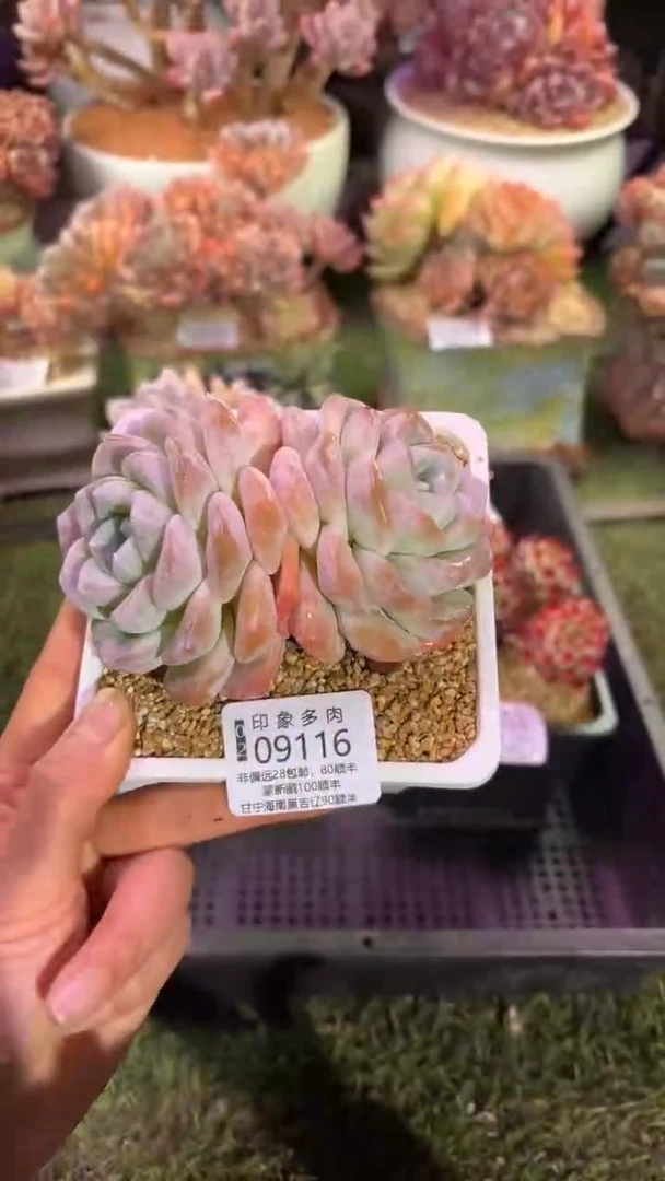 【闪购商品】09116