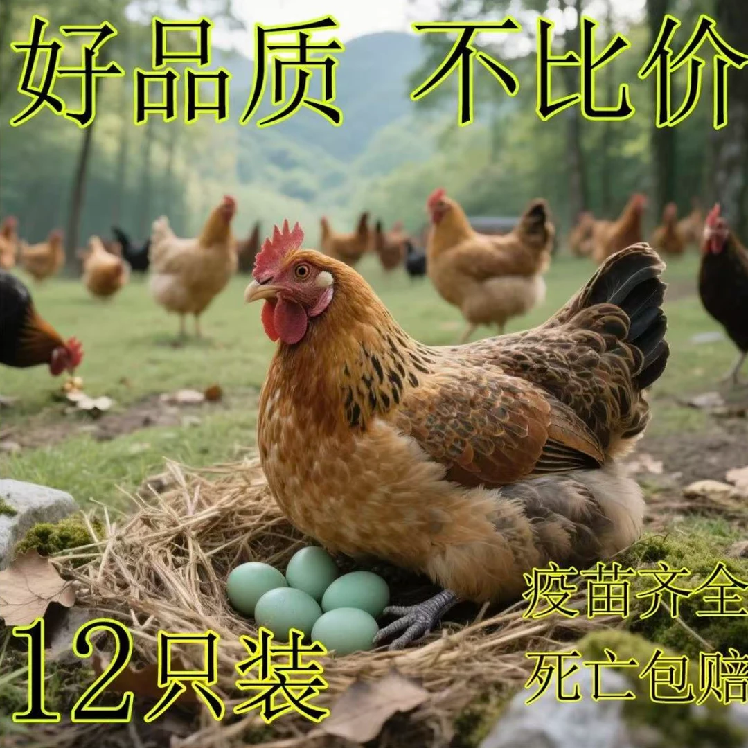 【烬哇】13只散养青脚武隆麻羽绿壳蛋宠物鸡顺丰包邮半斤左右