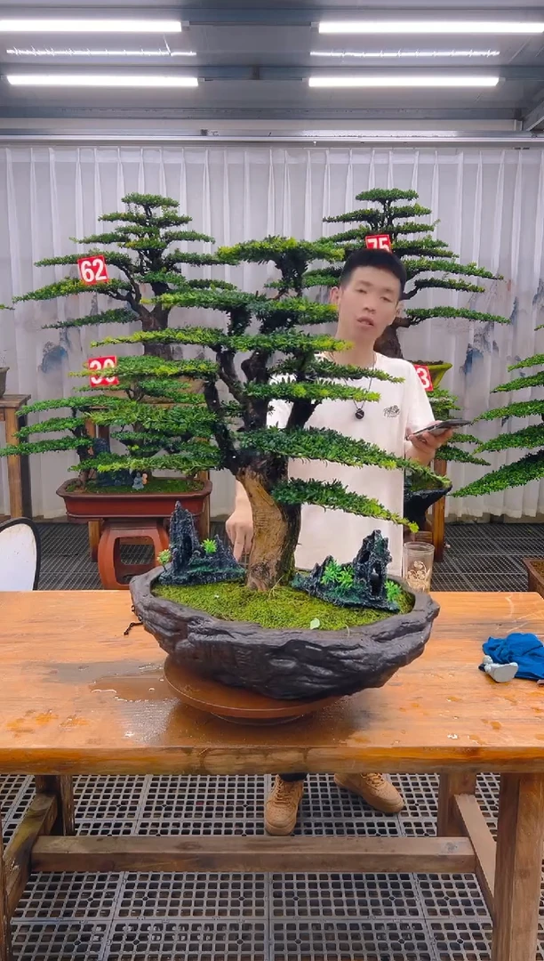 无花朵遥***君精品盆景直播间一物一拍