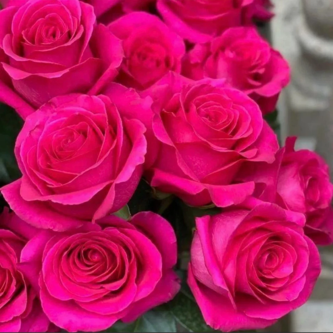 180盆【香奈儿】云南月季盆栽带花苞发货庭院阳台好养四季开花