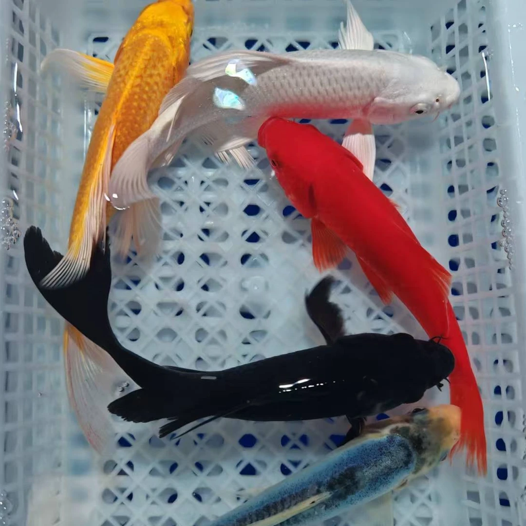 1黄1黑1白1红1德系共5条冷水鱼耐活好养练手萌宠观赏鱼10-14厘米