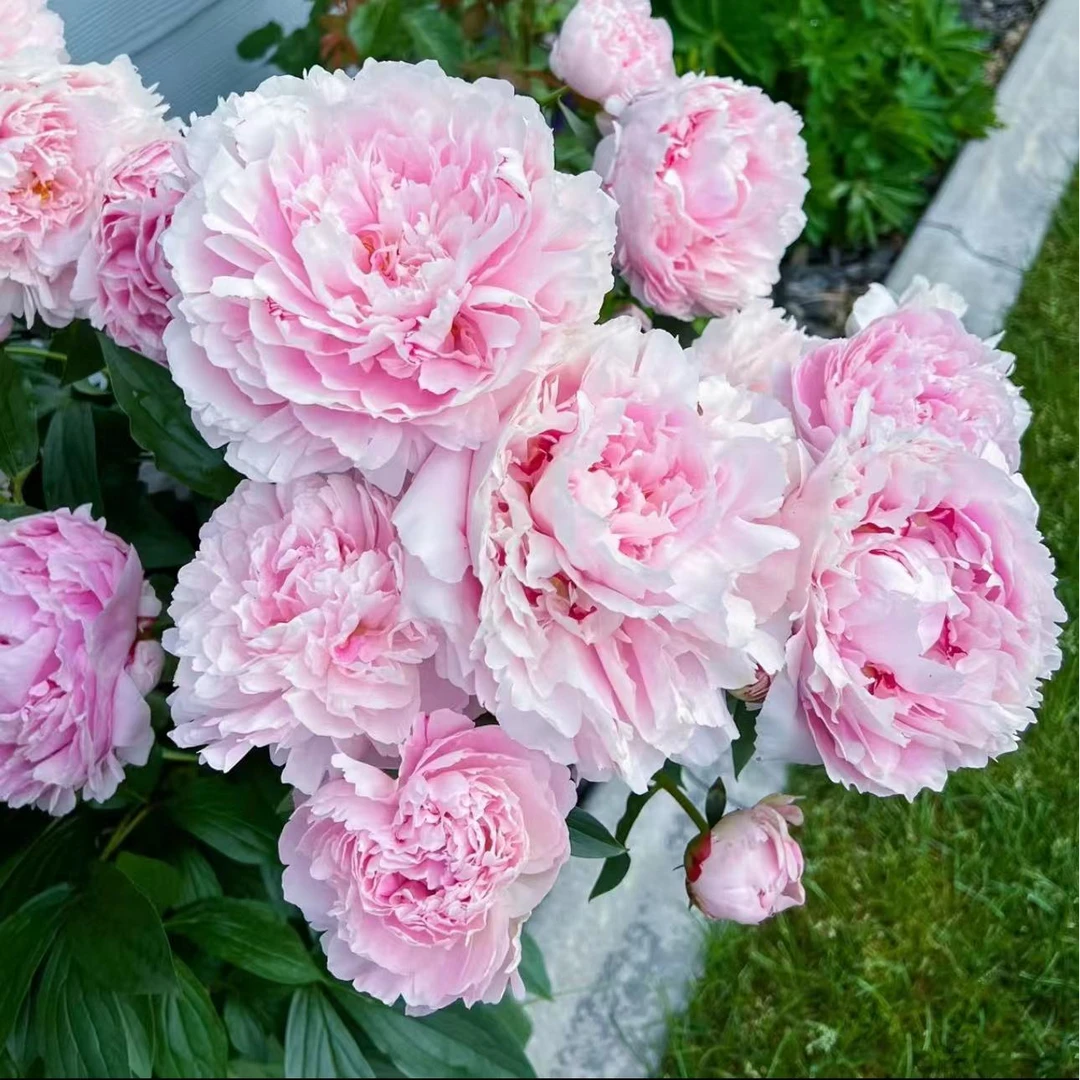 【带芽带根发货】重瓣芍药花苗带芽带根盆栽阳台庭院绿植耐寒热