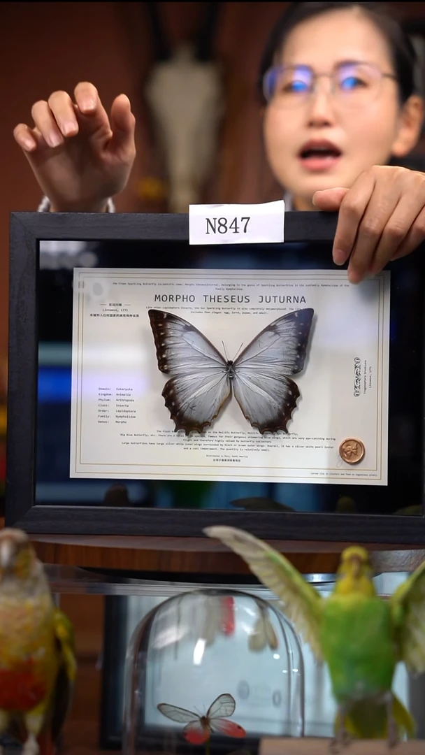 N847     花冠闪蝶 真蝴蝶