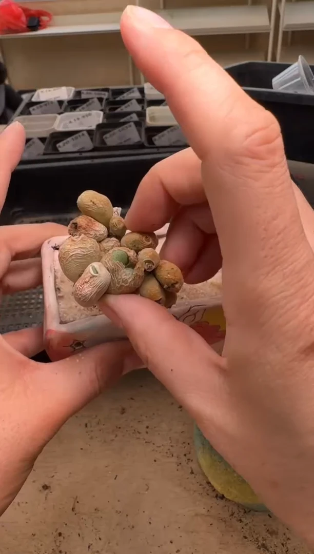 美丽的肉石头25-75