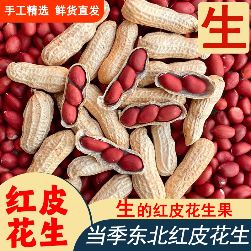 2025年新货东北红皮花生 四粒红自然晒干带壳 新货原味花生