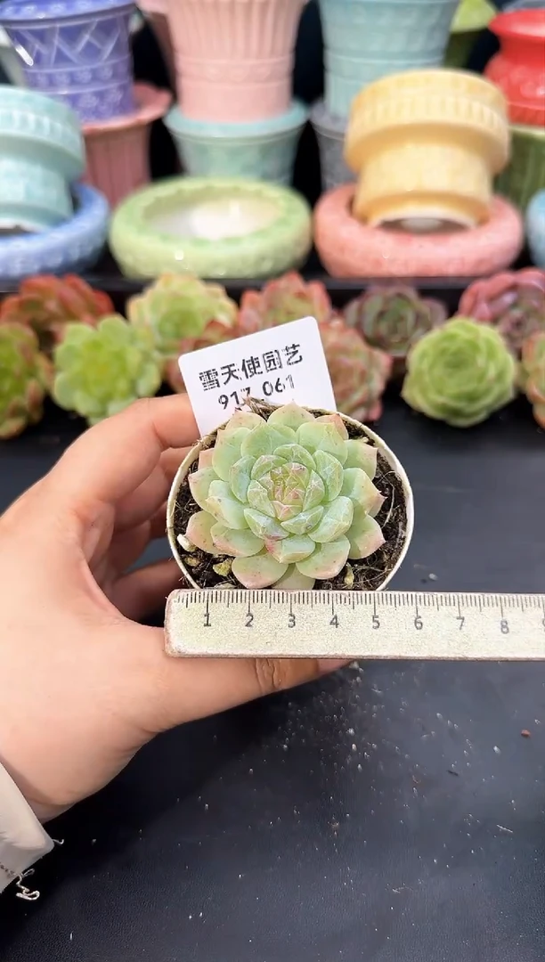 917-061青山（冠幅5cm）