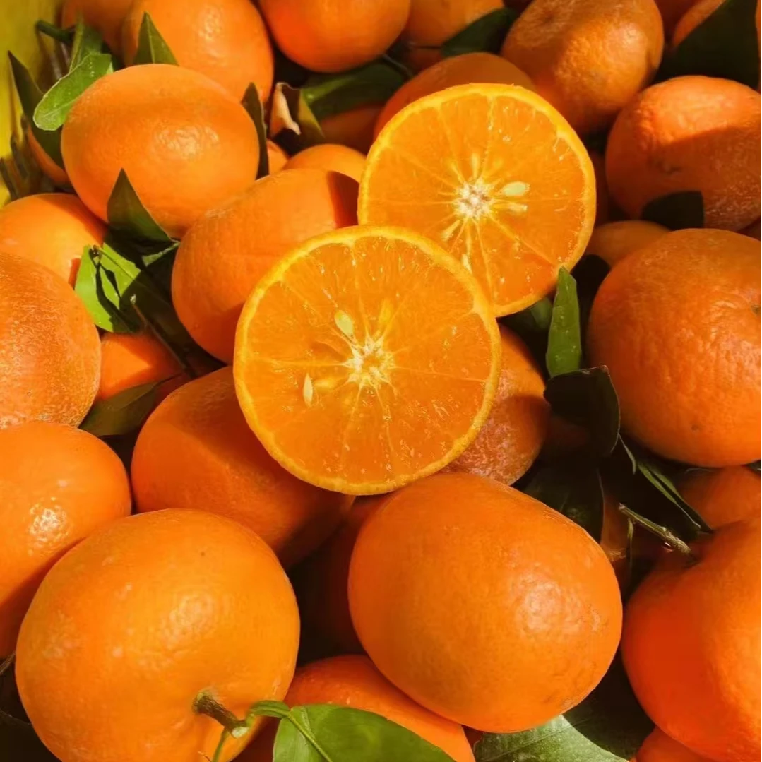 【大川果果精选】广西武鸣沃柑细嫩爽口多汁新鲜5斤装 现摘现发