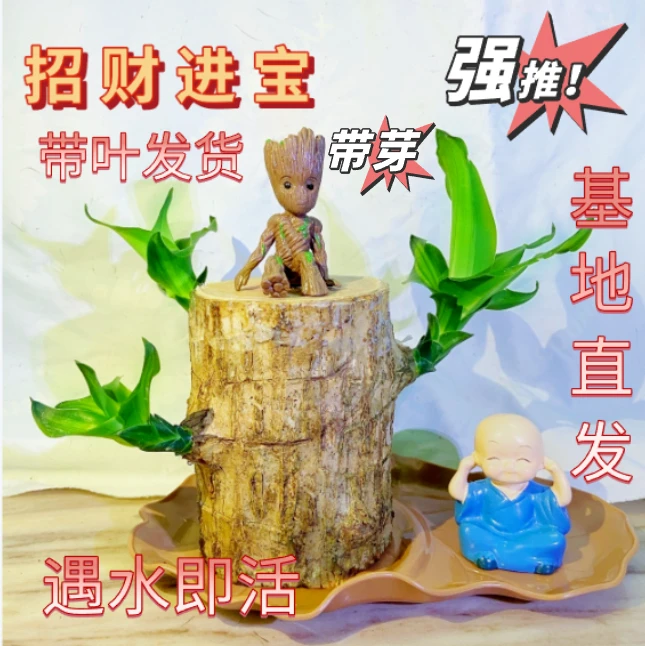 【15厘米3叶】巴西木幸运木水培植物开花盆栽花卉绿植室内好养易活