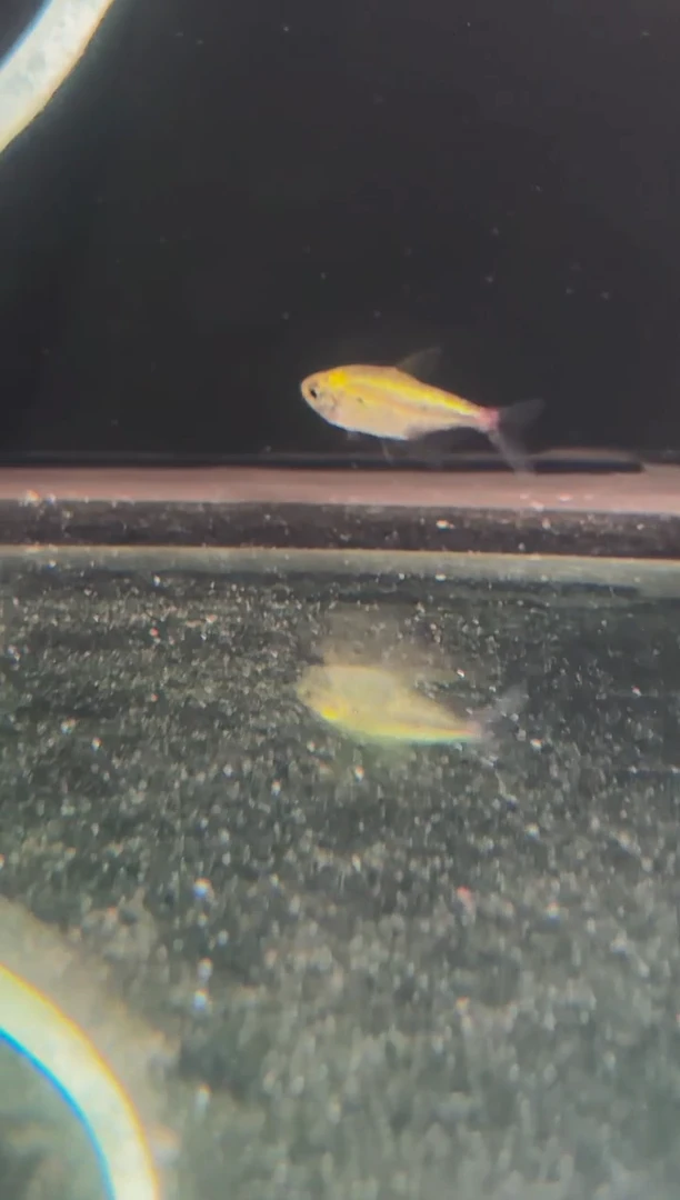 ?****～白金一点红1条