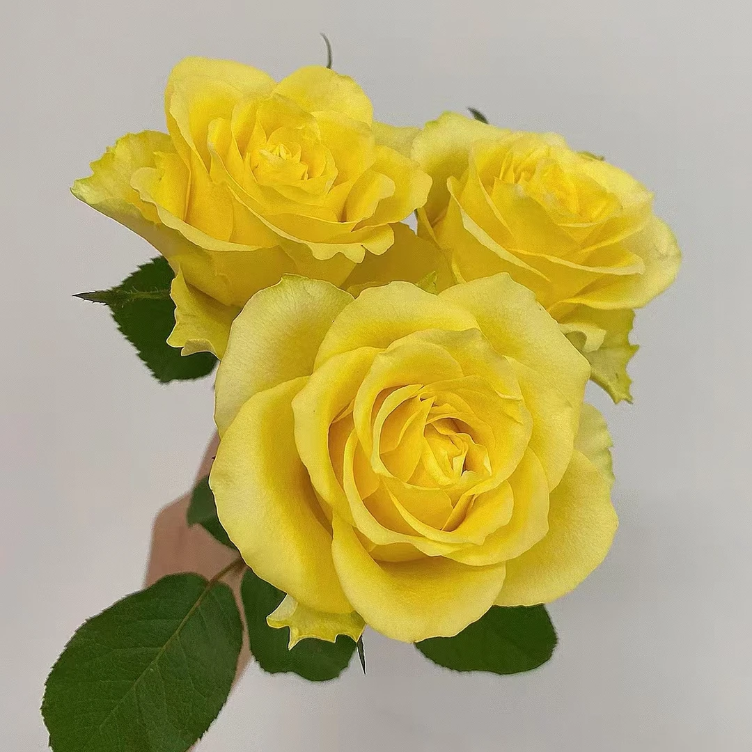 【浪漫沙滩】单头玫瑰（全场同一地址两单顺丰冷链包邮噢~）