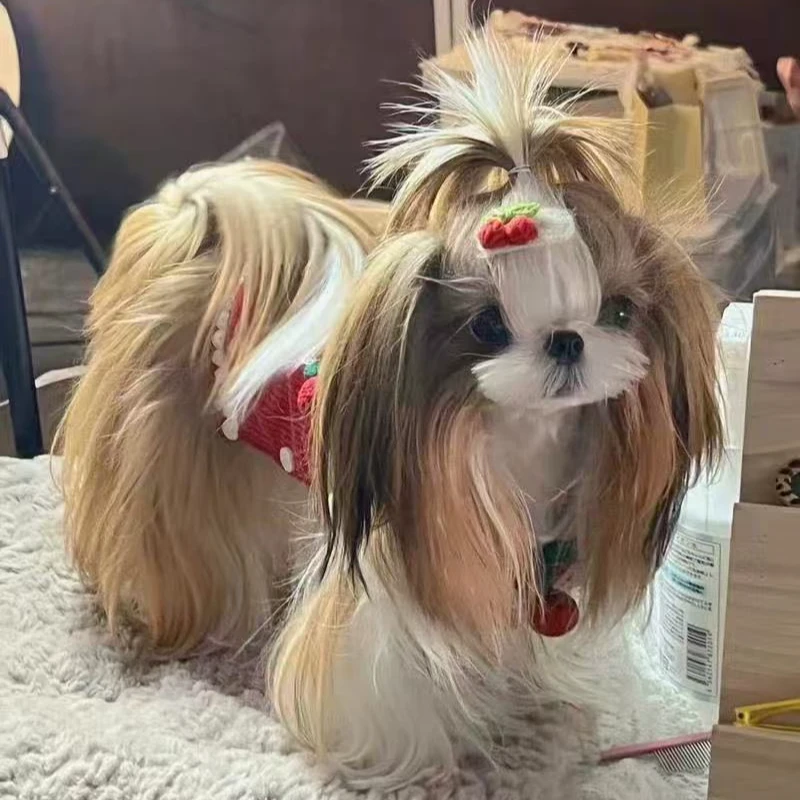 【徐群宠物】比熊 狗狗活体