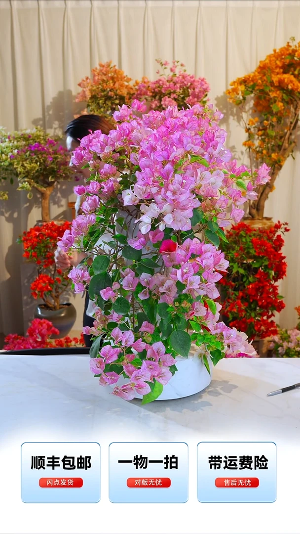 大部分开放少量花苞暗斑五宝