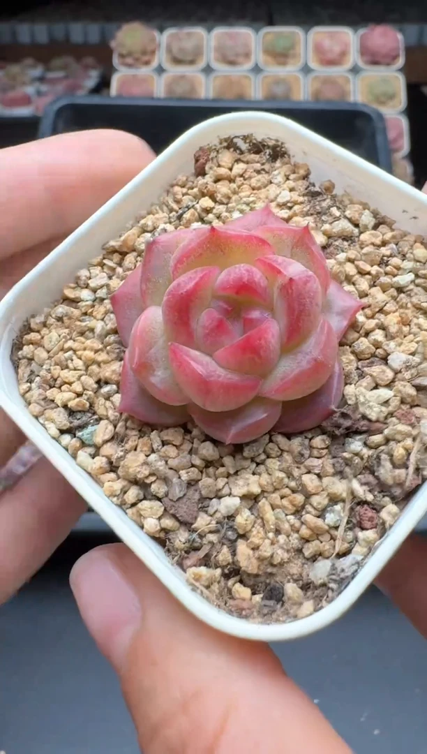 【闪购商品】147号 珍妮杂交多肉 花卉植物