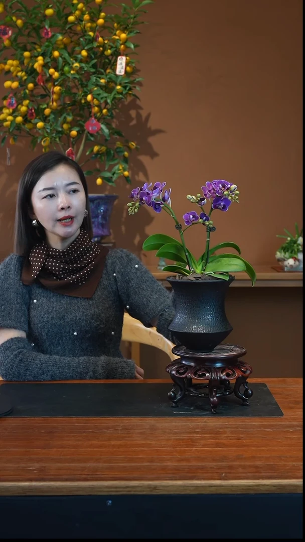 全部花朵紫色花语盆景盆景盆景