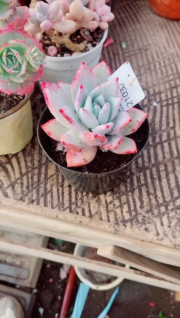 林*跃跃精品多肉21037