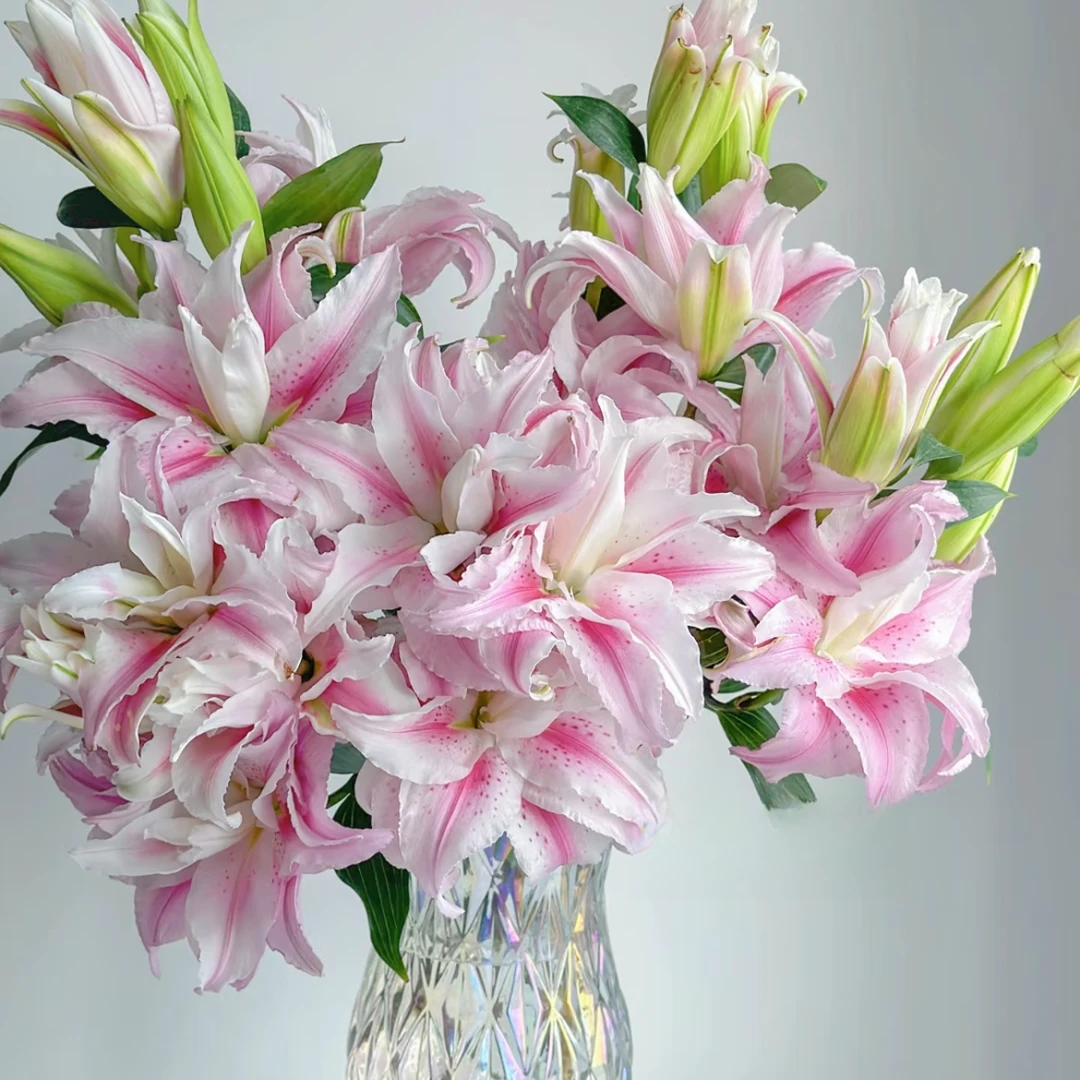 【大聪明卖花】海星公主重瓣百合-任意2单鲜花包邮发货后不支持退款