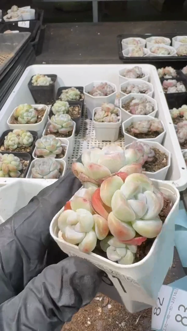 【闪购商品】81号到手1棵--江北一物一拍