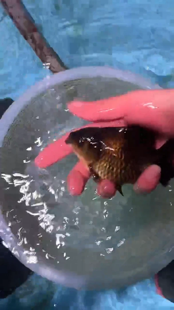 金鱼2单包邮  售后开箱视频