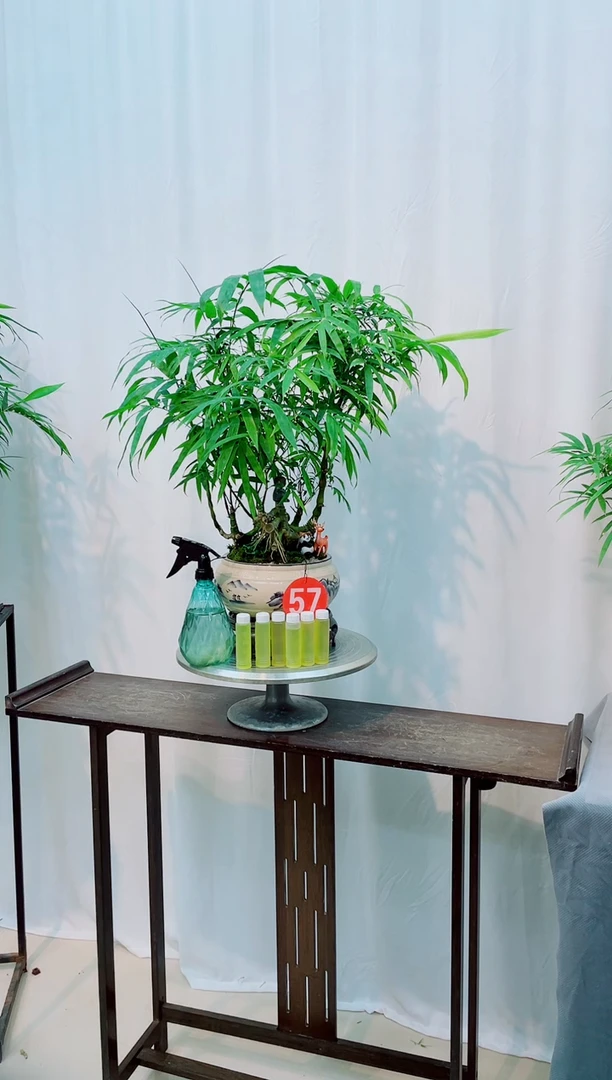 无花朵竹子盆景盆栽