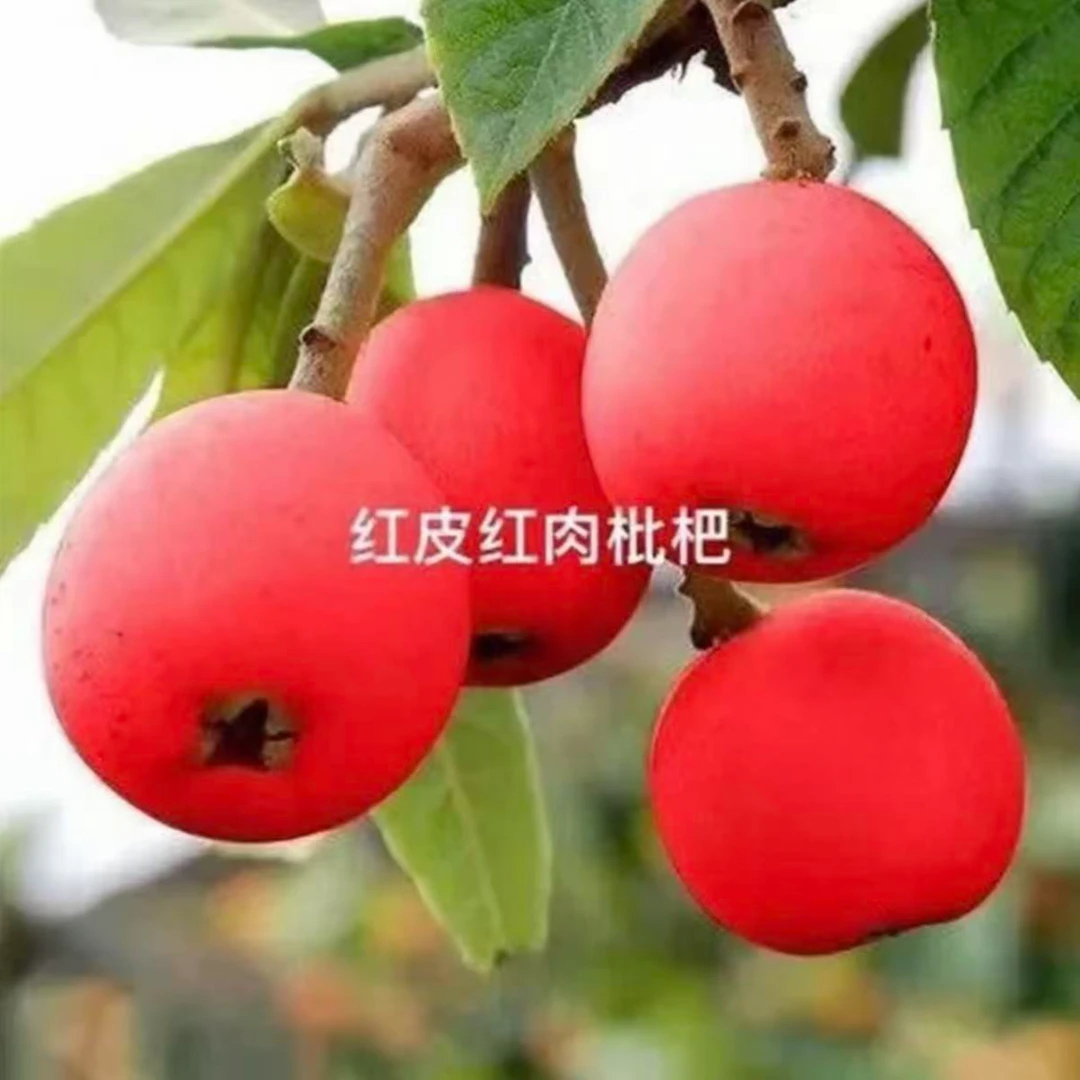 新品【砂糖枇杷苗】红肉 无核无籽抗耐寒耐旱南方北方种植果树苗