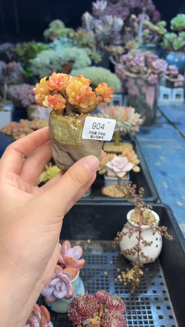 ·*·904           花盆
