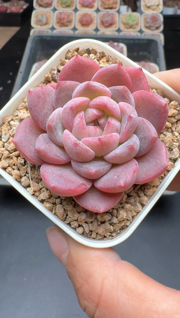 【闪购商品】946A物拍多肉带盆土6.5杯拍3颗包柚