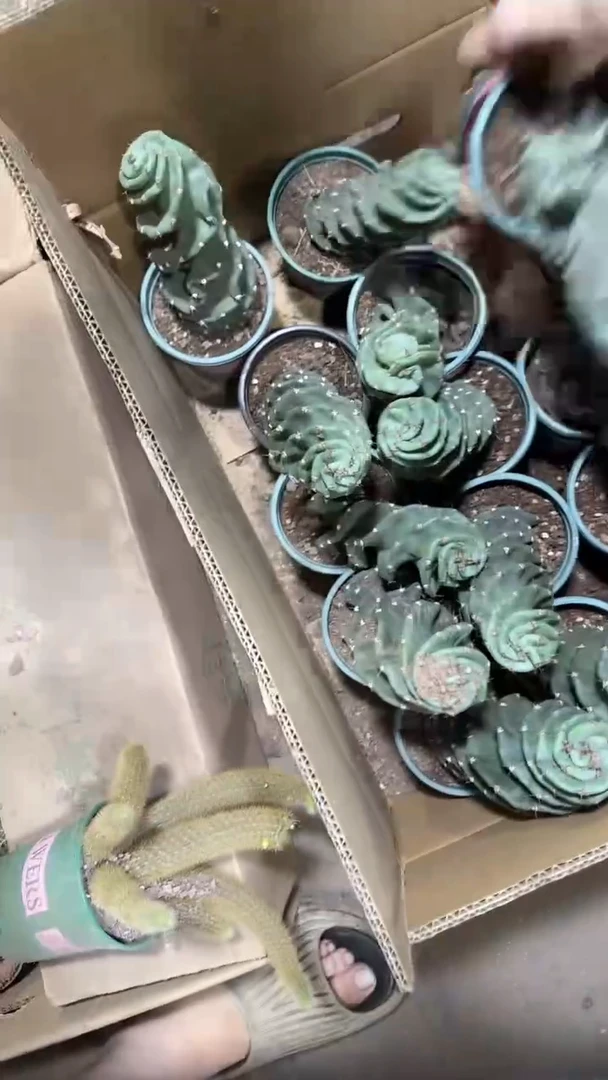 龙卷风【带根】20cm+