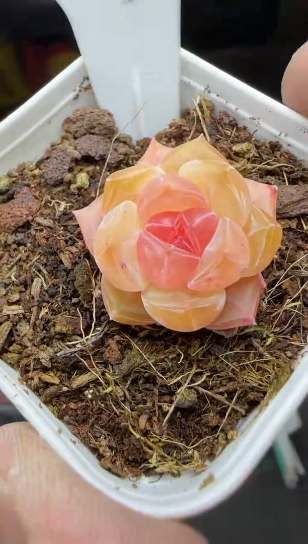 【闪购商品】一物一拍0210—278