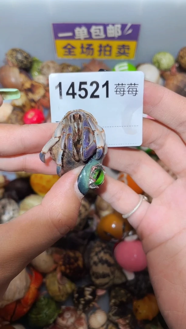 寄居蟹陌派甄选寄居蟹14521