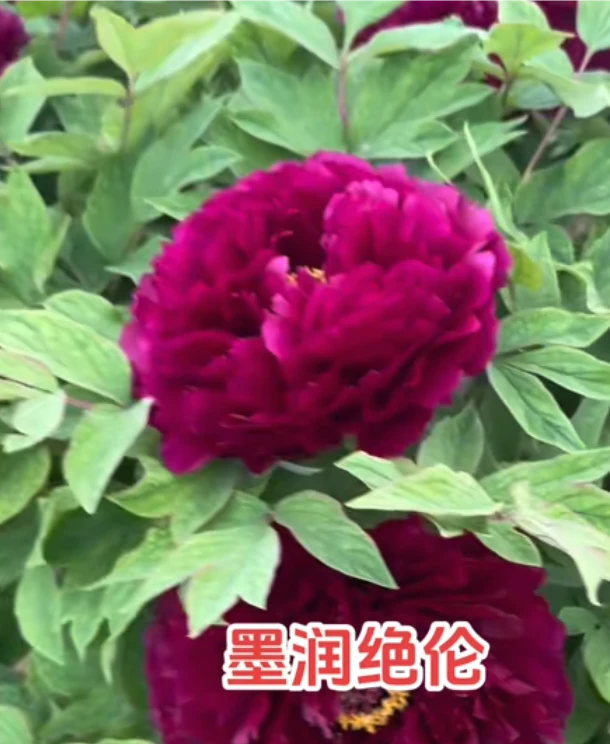 墨润绝伦牡丹，墨红色，千层牡丹数黑色系