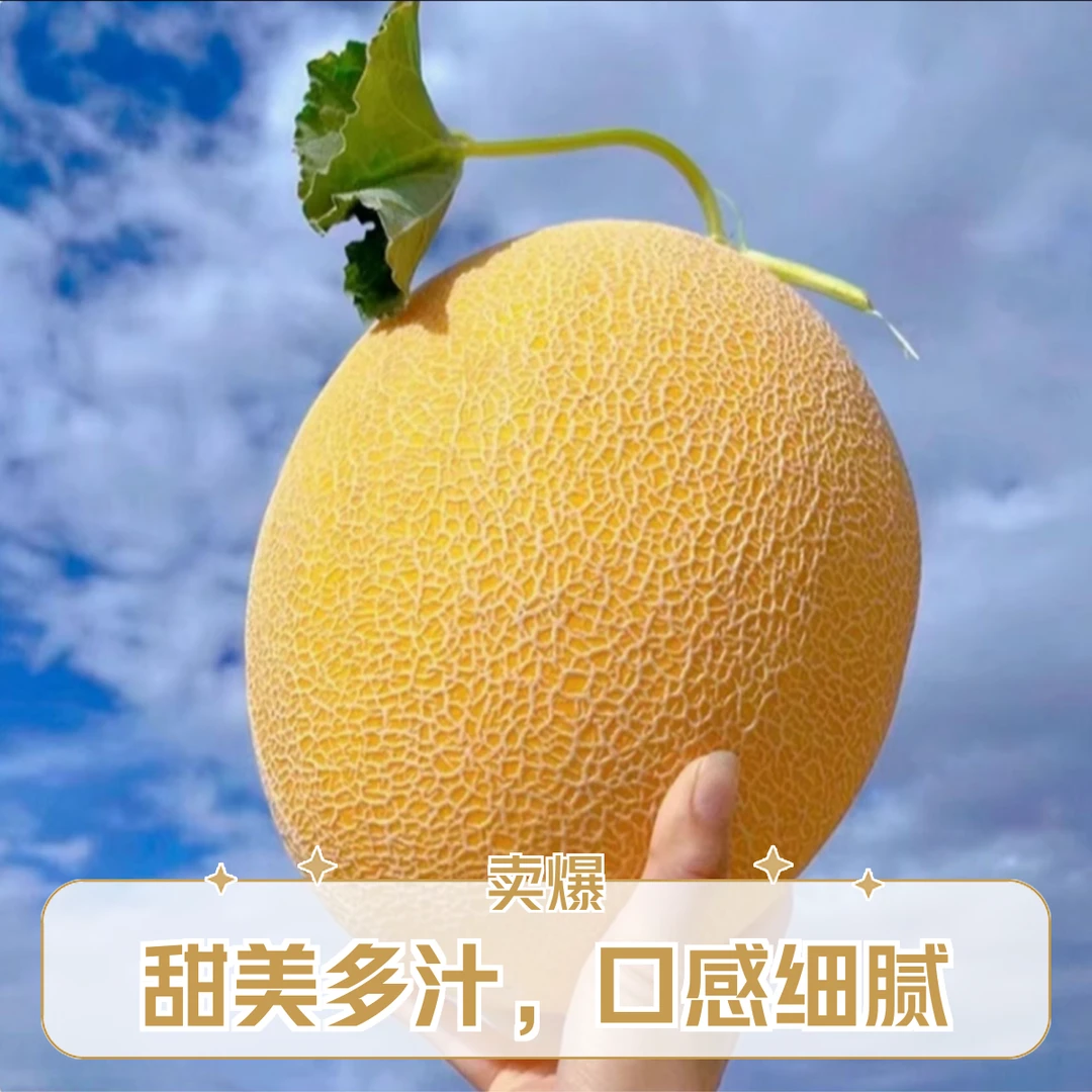 【顺丰次日达】新鲜现摘现发新疆金色年华哈密瓜水果精品爆甜皮薄HY新疆维吾尔自治区