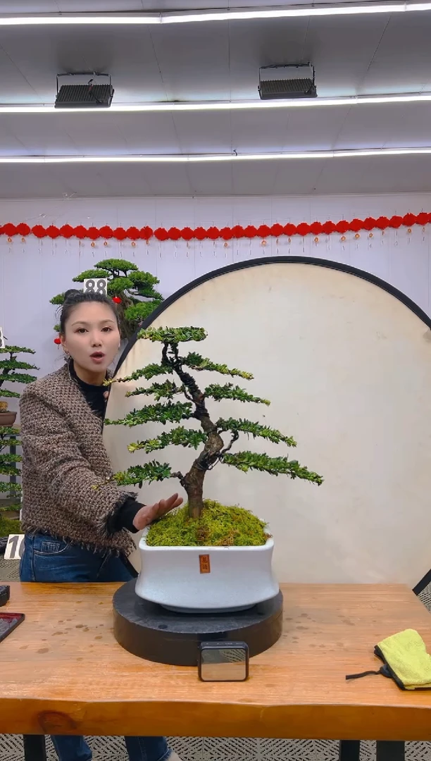 【闪购商品】盆景1