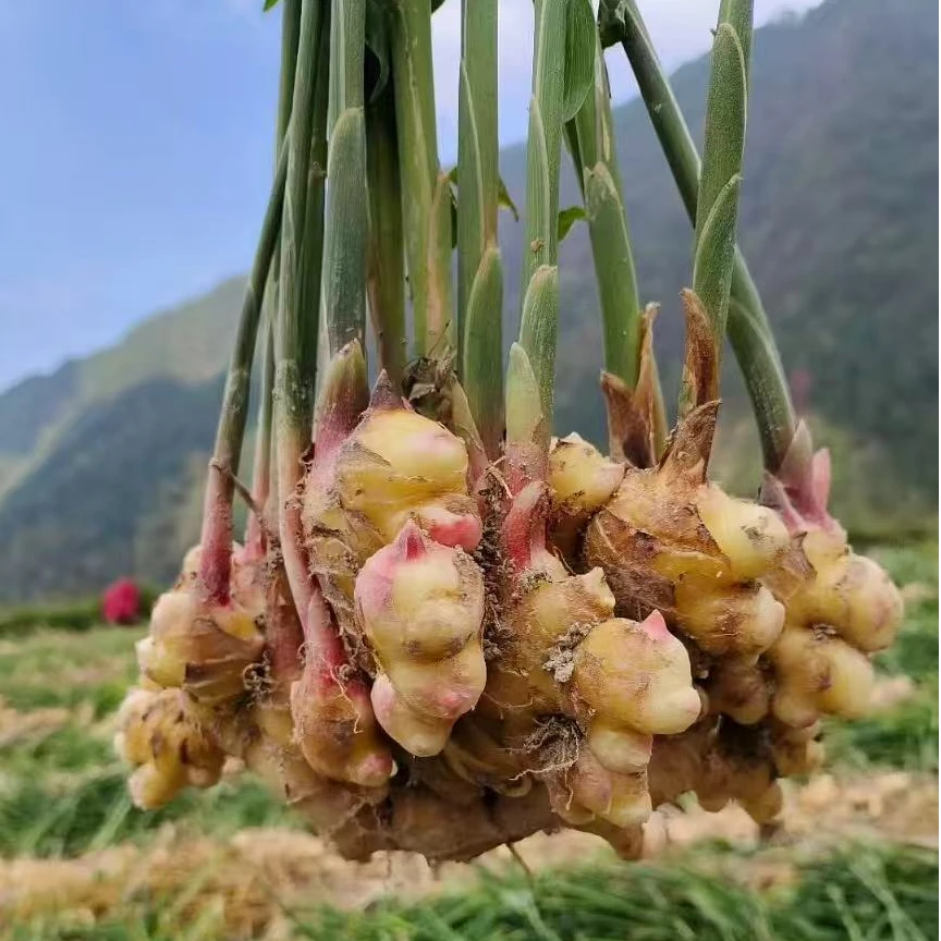 牛耕部落老品种小黄姜 牛耕牛粪种植