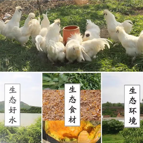 成年整只泰和乌鸡 散养走地鸡 高营养