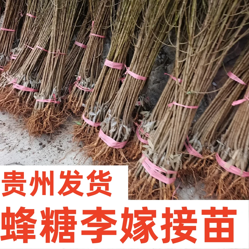 蜂糖李嫁接苗贵州发货裸根带土树苗盆景盆栽容易成活