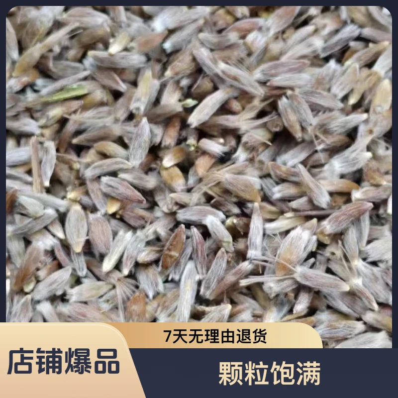 北苍术种子颗粒饱满