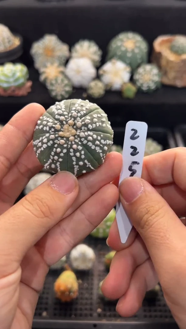 实生根星兜无盆土编码225