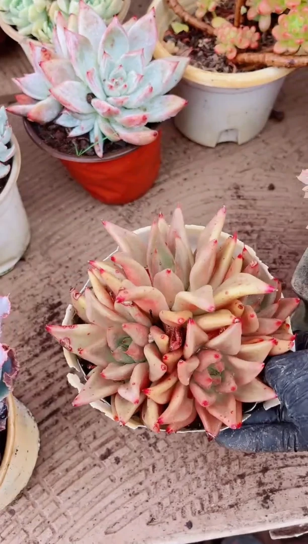 天**山06122多肉植物一物一拍