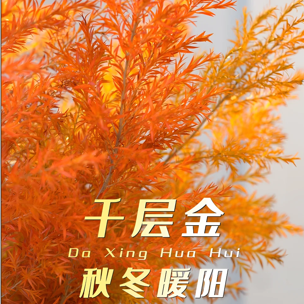 【千层金】黄金香柳鲜切花可水培干插适合客厅装饰云南直发