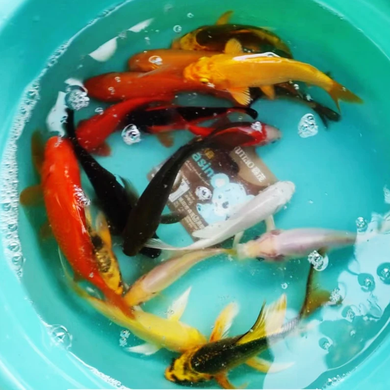 6号【10-12花色随机混搭5条】红色是草金 锦鲤 好养冷水鱼